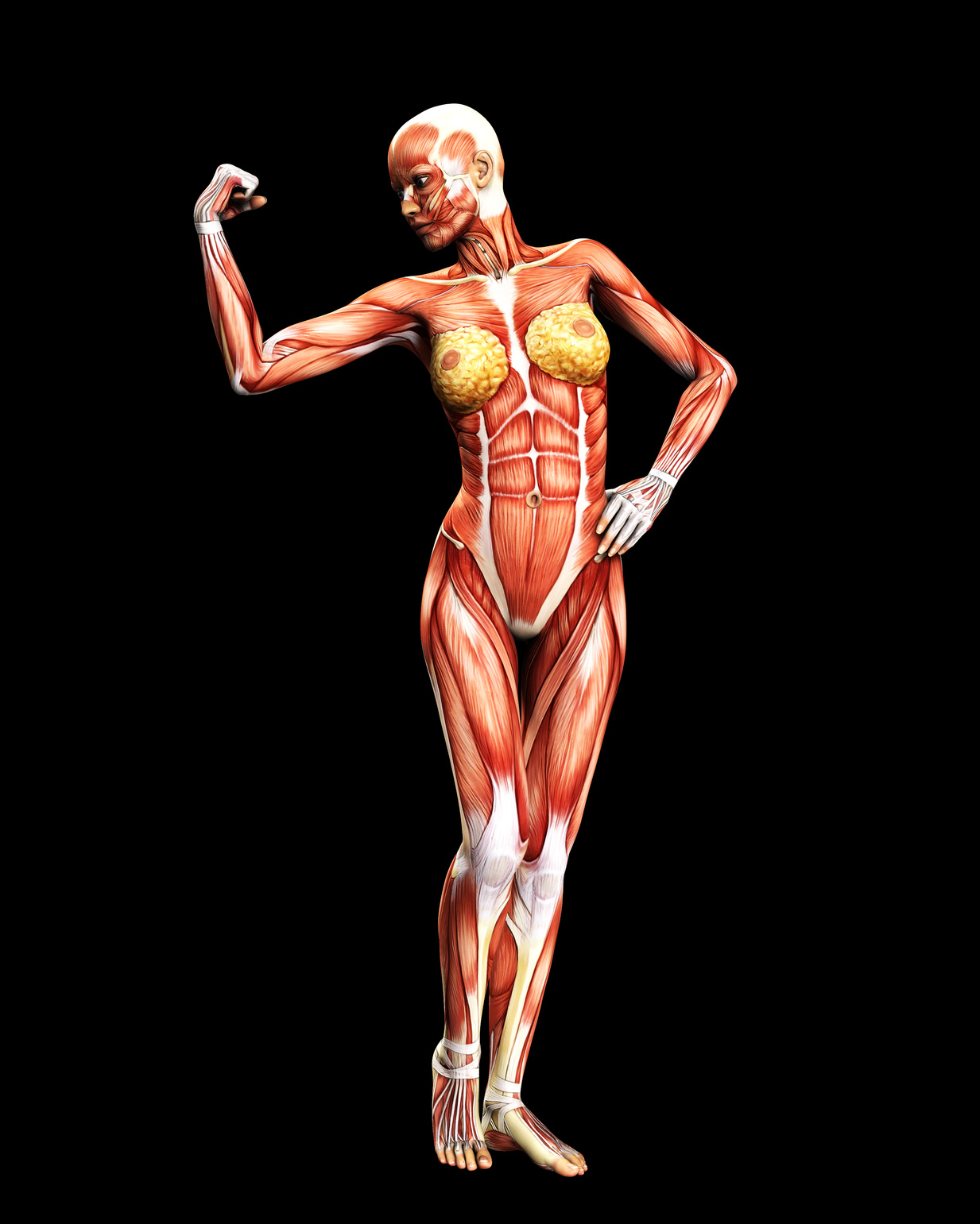 muscle body 2