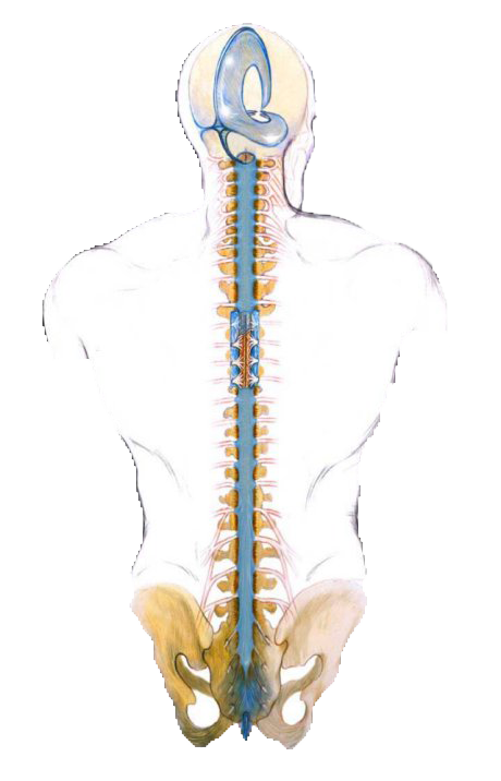 craniosacral-spine